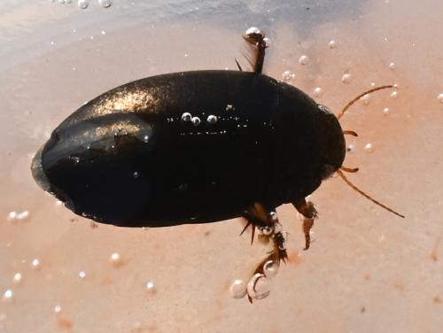 Réf. 349 507 : Agabus sp.